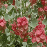 Chukra