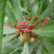 Katphal