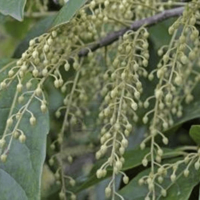 Rudraksh