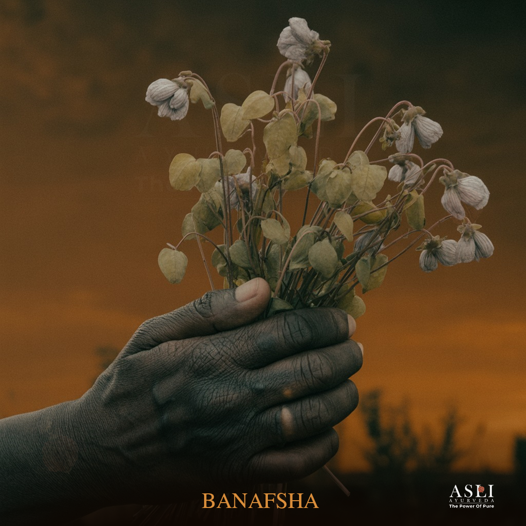 BANAFSHA