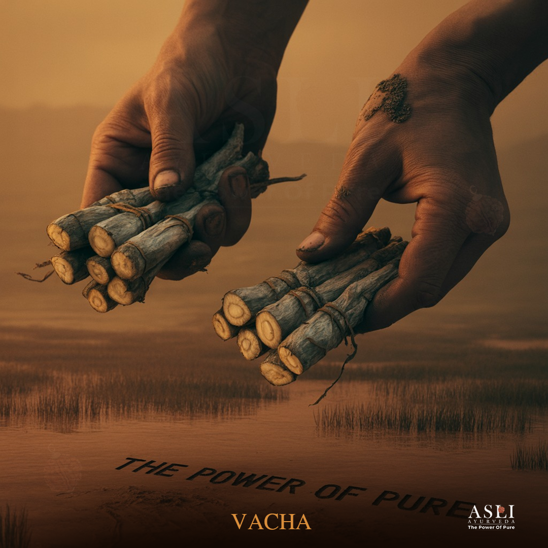 VACHA