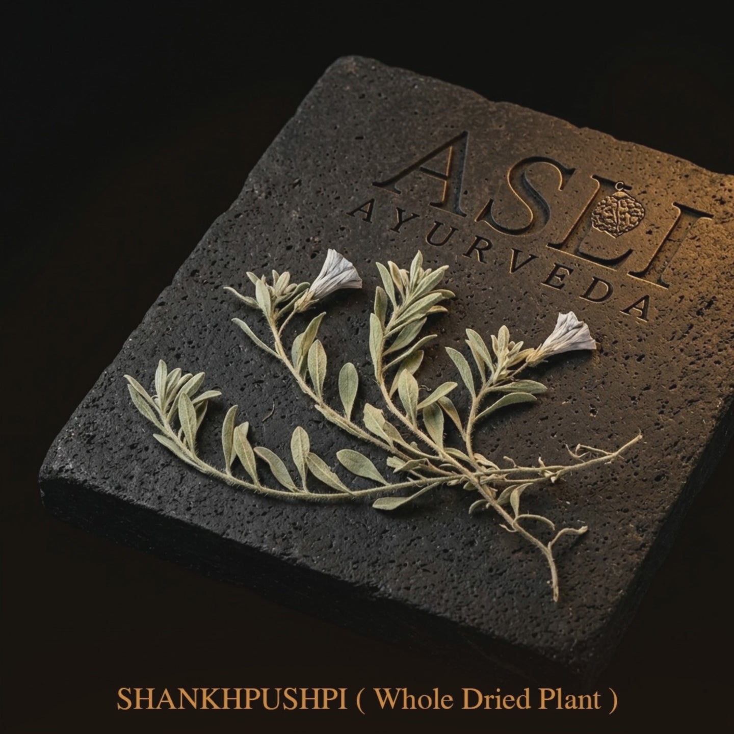 SHANKHPUSHPI